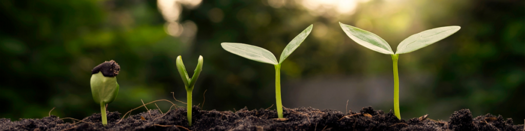 seedling growing in stages